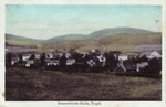 2n30ff1_1918_Blick zur Karlshoehe_v.jpg